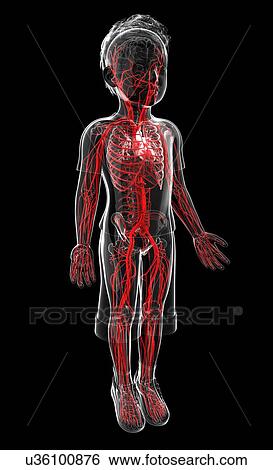 Stock Illustration - Human vascular system, artwork. Fotosearch