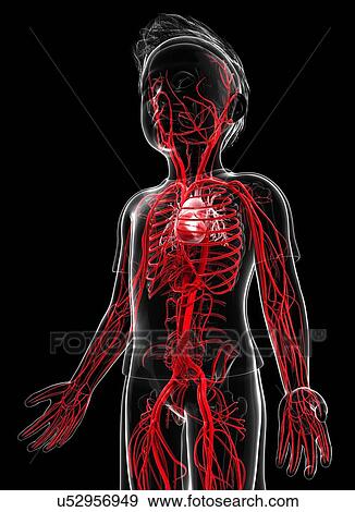 Human vascular system, artwork View Large Illustration Stock Illustration - Human vascular system, artwork. Fotosearch
