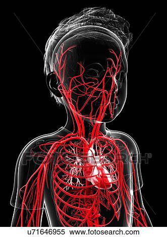 Stock Illustration - Human vascular system, artwork. Fotosearch
