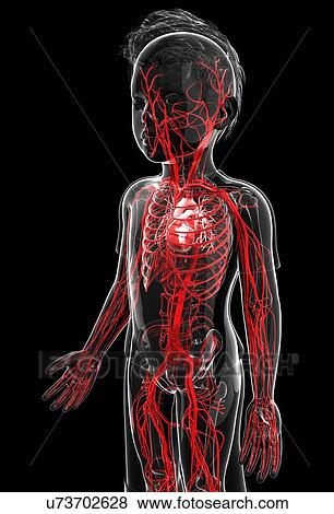 Human vascular system, artwork View Large Illustration Stock Illustration - Human vascular system, artwork. Fotosearch