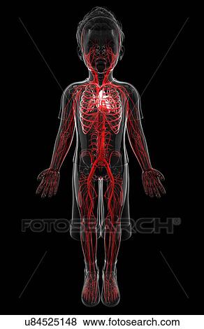 Human vascular system, artwork View Large Illustration Stock Illustration - Human vascular system, artwork. Fotosearch