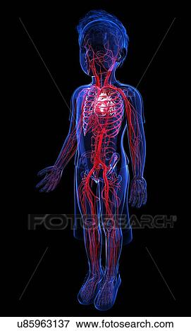 Human vascular system, artwork View Large Illustration Stock Illustration - Human vascular system, artwork. Fotosearch
