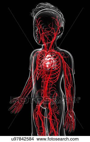 Stock Illustration - Human vascular system, artwork. Fotosearch