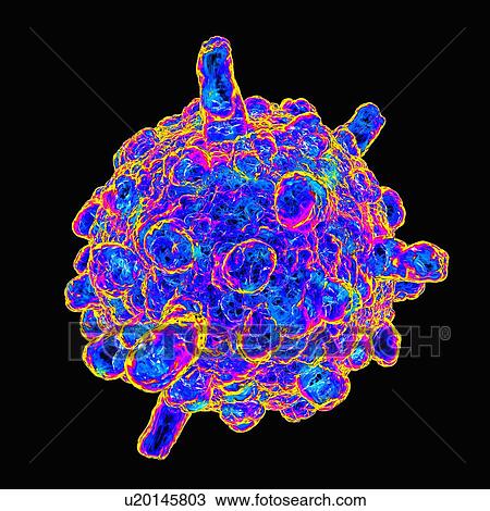 Infantile gastroenteritis virus, artwork View Large Illustration Drawing - Infantile gastroenteritis virus, artwork. Fotosearch