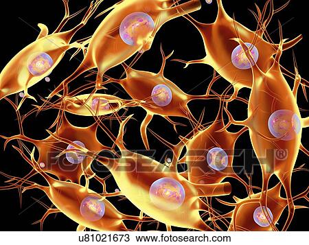 Drawing - Neural tissue, artwork. Fotosearch
