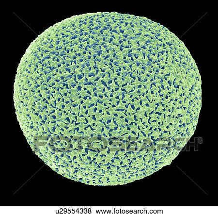 Orbulina, SEM View Large Illustration Stock Illustration - Orbulina, SEM. Fotosearch