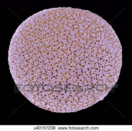 Stock Illustration - Orbulina, SEM. Fotosearch