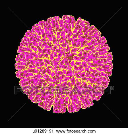 Rotavirus, artwork View Large Illustration Clip Art - Rotavirus, artwork. Fotosearch