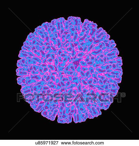 Rotavirus, artwork View Large Illustration Stock Illustration - Rotavirus, artwork. Fotosearch