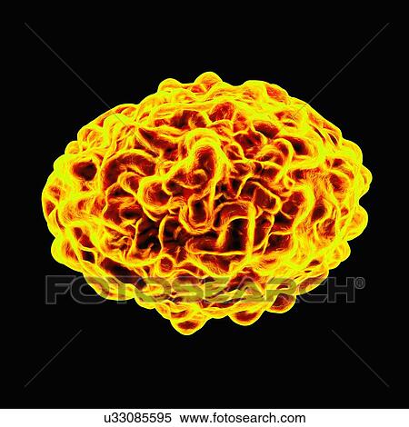 Smallpox virus, artwork View Large Illustration Stock Illustration - Smallpox virus, artwork. Fotosearch