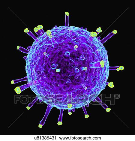 Swine influenza virus, artwork View Large Illustration Clip Art - Swine influenza virus, artwork. Fotosearch