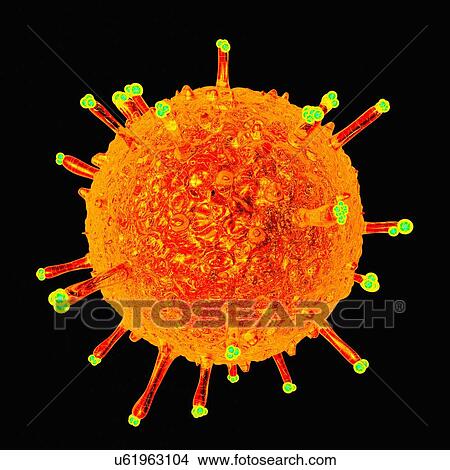 Swine influenza virus, artwork View Large Illustration Stock Illustration - Swine influenza virus, artwork. Fotosearch