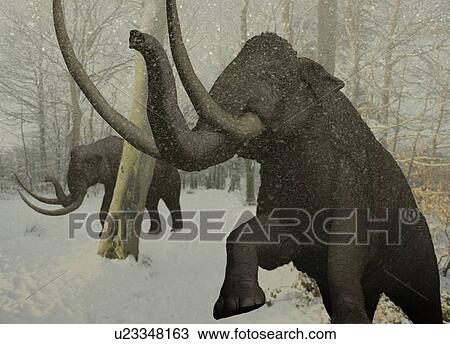 Drawing - Woolly mammoth in snow. Fotosearch