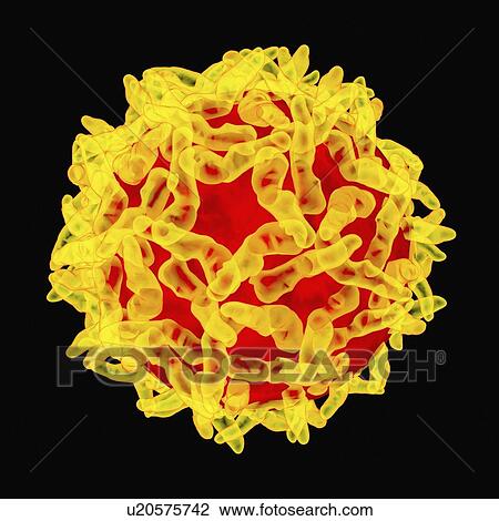 Yellow fever virus, artwork View Large Illustration Drawing - Yellow fever virus, artwork. Fotosearch