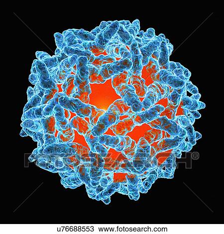 Yellow fever virus, artwork View Large Illustration Drawing - Yellow fever virus, artwork. Fotosearch
