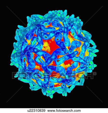 Stock Illustration - Yellow fever virus, artwork. Fotosearch