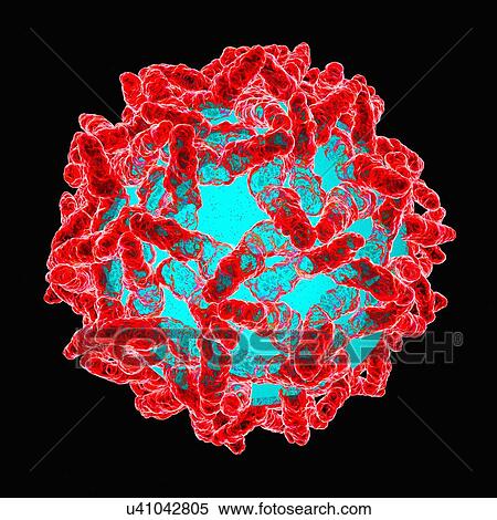 Stock Illustration - Yellow fever virus, artwork. Fotosearch