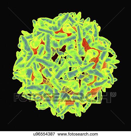 Stock Illustration - Yellow fever virus, artwork. Fotosearch