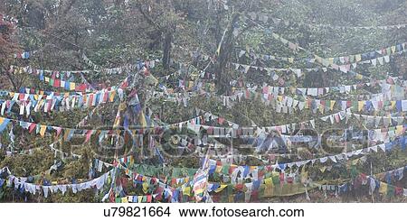 Buddhist prayer flags, Pele La Pass, Bhutan View Large Photo Image Picture - Buddhist prayer flags, Pele La Pass, Bhutan. Fotosearch