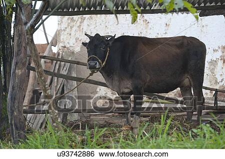 Stock Photograph - Bull in a shed, Punakha Valley, Punakha District, Bhutan. Fotosearch