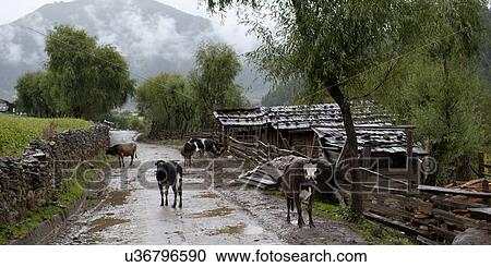Stock Image - Cattle in a village, Phobjikha Valley, Bhutan. Fotosearch