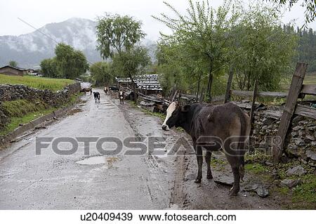 Cattle standing at the roadside, Phobjikha Valley, Bhutan View Large Photo Image Stock Photo - Cattle standing at the roadside, Phobjikha Valley, Bhutan. Fotosearch