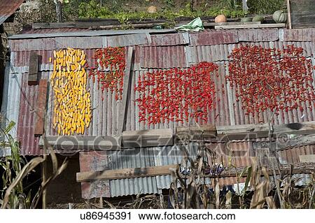 Stock Image - Chili peppers drying on roof, Paro Valley, Paro District, Bhutan. Fotosearch