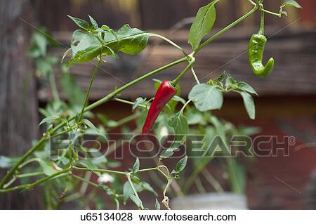 Stock Photo - Chilies growing on a plant, Tamchhog Lhakhang, Paro Valley, Paro District, Bhutan. Fotosearch