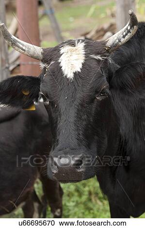 Stock Image - Close-up of a cow, Chokhor Valley, Bumthang District, Bhutan. Fotosearch