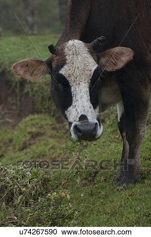 Stock Image - Close-up of a cow, Punakha Valley, Punakha District, Bhutan. Fotosearch