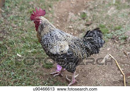 Close-up of a rooster, Tamchhog Lhakhang, Paro Valley, Paro District, Bhutan View Large Photo Image Stock Image - Close-up of a rooster, Tamchhog Lhakhang, Paro Valley, Paro District, Bhutan. Fotosearch