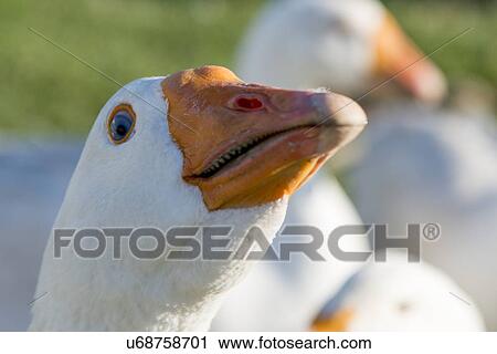 Close-up of a white duck, Southeast Brook Falls, Gros Morne National Park, Newfoundland and Labrador, Canada View Large Photo Image Stock Image - Close-up of a white duck, Southeast Brook Falls, Gros Morne National Park, Newfoundland and Labrador, Canada. Fotosearch