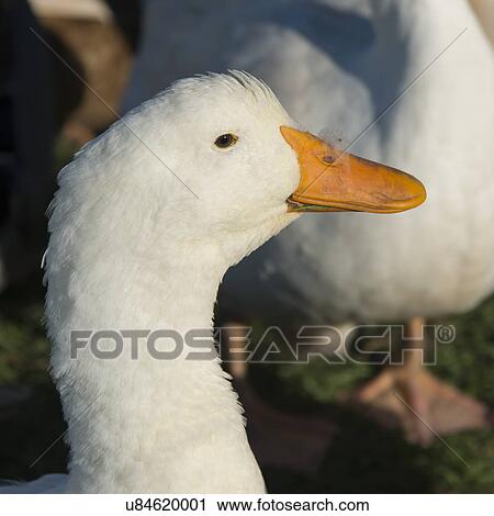 Stock Image - Close-up of a white duck, Southeast Brook Falls, Gros Morne National Park, Newfoundland and Labrador, Canada. Fotosearch