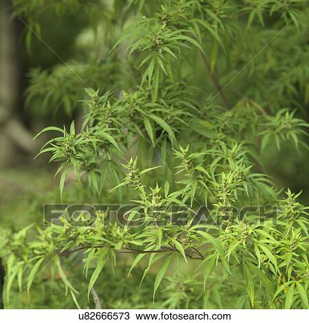 Stock Image - Close-up of Marijuana leaves on plant, Chokhor Valley, Bumthang District, Bhutan. Fotosearch