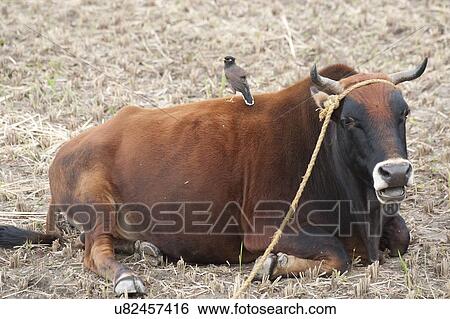 Stock Photograph - Common Myna perching on a bull, Punakha District, Bhutan. Fotosearch