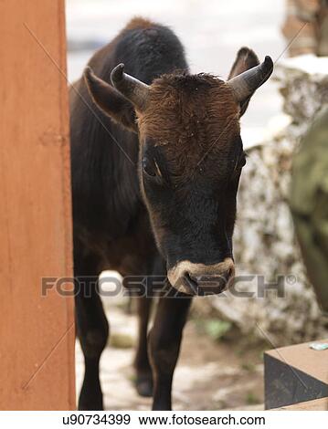 Cow at entrance gate of Jambay Lhakhang, Chokhor Valley, Bumthang District, Bhutan View Large Photo Image Stock Photo - Cow at entrance gate of Jambay Lhakhang, Chokhor Valley, Bumthang District, Bhutan. Fotosearch