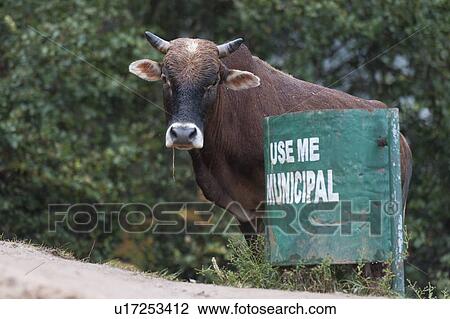 Stock Image - Cow near a cattle at Taktsang Monastery, Paro Valley, Paro District, Bhutan. Fotosearch
