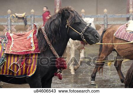 Deities Horses at Trongsa Dzong, Trongsa, Bhutan View Large Photo Image Stock Image - Deities Horses at Trongsa Dzong, Trongsa, Bhutan. Fotosearch
