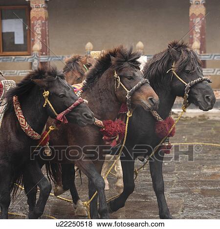Stock Photo - Deities Horses, Trongsa District, Trongsa Dzong. Fotosearch