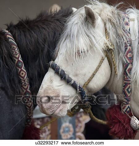 Stock Photo - Deities Horses, Trongsa District, Trongsa Dzong. Fotosearch