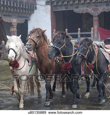 Deities Horses, Trongsa District, Trongsa Dzong View Large Photo Image Stock Photo - Deities Horses, Trongsa District, Trongsa Dzong. Fotosearch