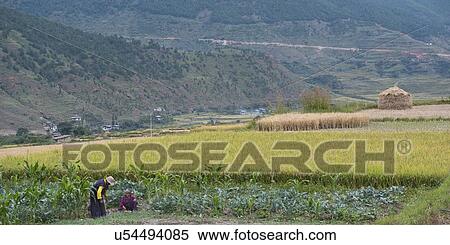 Farmer working in a vegetable field, Punakha District, Bhutan View Large Photo Image Stock Photography - Farmer working in a vegetable field, Punakha District, Bhutan. Fotosearch