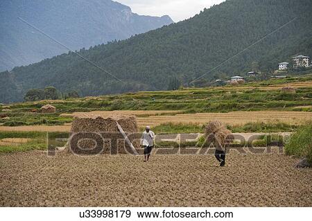 Stock Photo - Farmers working in a rice field, Punakha District, Bhutan. Fotosearch