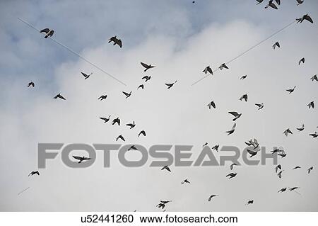 Stock Image - Flock of birds flying in the sky, Thimphu, Bhutan. Fotosearch