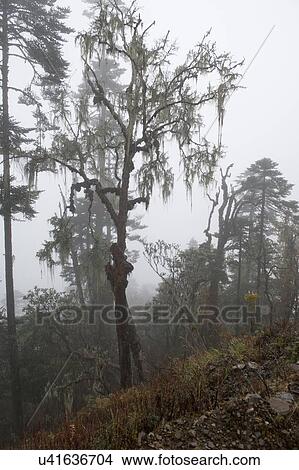 Picture - Fog covered trees in a forest, Pele La Pass, Bhutan. Fotosearch
