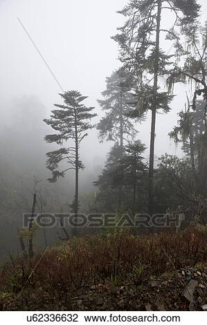 Stock Image - Fog covered trees in a forest, Pele La Pass, Bhutan. Fotosearch