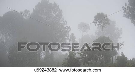Stock Image - Fog covered trees in a forest, Punakha Valley, Punakha District, Bhutan. Fotosearch