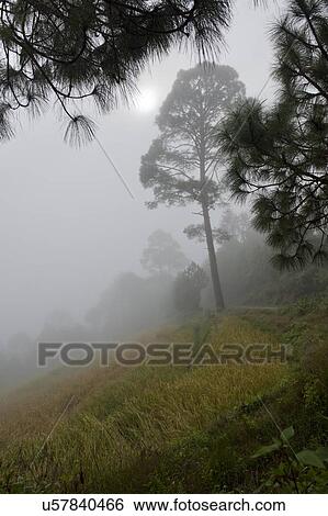 Stock Photograph - Fog covered trees in a forest, Punakha Valley, Punakha District, Bhutan. Fotosearch