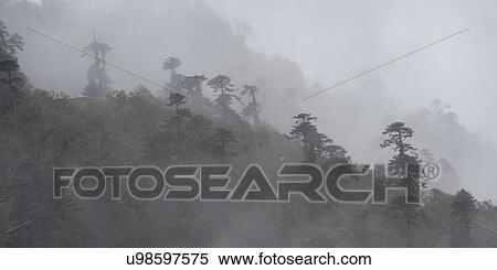 Stock Photography - Fog covered trees in a forest, Trongsa District, Bhutan. Fotosearch