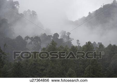 Fog over a forest, Bhutan View Large Photo Image Stock Photograph - Fog over a forest, Bhutan. Fotosearch